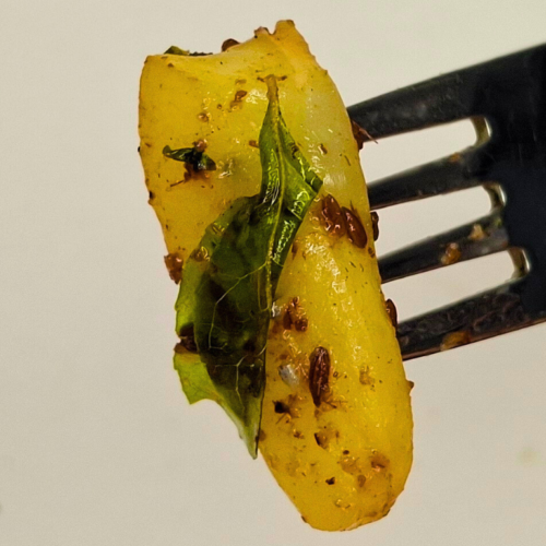 singhara recipe